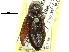  ( - CCDB-22965-G05)  @11 [ ] CreativeCommons - Attribution (2015) CBG Photography Group Centre for Biodiversity Genomics