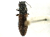  ( - CCDB-22965-H08)  @12 [ ] CreativeCommons - Attribution (2015) CBG Photography Group Centre for Biodiversity Genomics