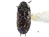  ( - CCDB-22966-G05)  @11 [ ] CreativeCommons - Attribution (2015) CBG Photography Group Centre for Biodiversity Genomics