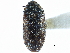  ( - CCDB-22966-G06)  @11 [ ] CreativeCommons - Attribution (2015) CBG Photography Group Centre for Biodiversity Genomics