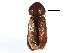  ( - CCDB-22967-E05)  @11 [ ] CreativeCommons - Attribution (2015) CBG Photography Group Centre for Biodiversity Genomics