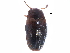  (Triplax antica - CCDB-22968-G02)  @11 [ ] CreativeCommons - Attribution (2015) CBG Photography Group Centre for Biodiversity Genomics