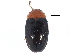  ( - CCDB-22968-G06)  @11 [ ] CreativeCommons - Attribution (2015) CBG Photography Group Centre for Biodiversity Genomics
