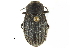  (Eleodes tricostatus - CCDB-22970-B05)  @14 [ ] CreativeCommons - Attribution (2015) CBG Photography Group Centre for Biodiversity Genomics