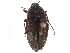  ( - CCDB-22970-C09)  @11 [ ] CreativeCommons - Attribution (2015) CBG Photography Group Centre for Biodiversity Genomics