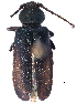  ( - CCDB-22970-H03)  @11 [ ] CreativeCommons - Attribution (2015) CBG Photography Group Centre for Biodiversity Genomics