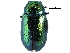  (Gastrophysa formosa - CCDB-22981-E02)  @14 [ ] CreativeCommons - Attribution (2015) CBG Photography Group Centre for Biodiversity Genomics