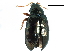  ( - CCDB-22982-B11)  @11 [ ] CreativeCommons - Attribution (2015) CBG Photography Group Centre for Biodiversity Genomics