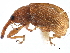  ( - CCDB-22983-A12)  @11 [ ] CreativeCommons - Attribution (2015) CBG Photography Group Centre for Biodiversity Genomics