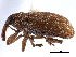  ( - CCDB-22983-C09)  @11 [ ] CreativeCommons - Attribution (2015) CBG Photography Group Centre for Biodiversity Genomics