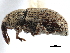  ( - CCDB-22983-E03)  @11 [ ] CreativeCommons - Attribution (2015) CBG Photography Group Centre for Biodiversity Genomics