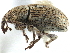  ( - CCDB-22983-E04)  @11 [ ] CreativeCommons - Attribution (2015) CBG Photography Group Centre for Biodiversity Genomics