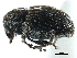  (Rhinoncus longulus - CCDB-22983-F03)  @11 [ ] CreativeCommons - Attribution (2015) CBG Photography Group Centre for Biodiversity Genomics