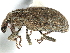  ( - CCDB-22984-A11)  @11 [ ] CreativeCommons - Attribution (2015) CBG Photography Group Centre for Biodiversity Genomics