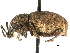 (Otiorhynchus raucus - CCDB-22984-C01)  @15 [ ] CreativeCommons - Attribution (2015) CBG Photography Group Centre for Biodiversity Genomics