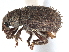  ( - CCDB-22984-C12)  @11 [ ] CreativeCommons - Attribution (2015) CBG Photography Group Centre for Biodiversity Genomics