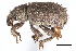  ( - CCDB-22984-D01)  @11 [ ] CreativeCommons - Attribution (2015) CBG Photography Group Centre for Biodiversity Genomics