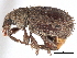  ( - CCDB-22984-D02)  @11 [ ] CreativeCommons - Attribution (2015) CBG Photography Group Centre for Biodiversity Genomics
