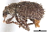  ( - CCDB-22984-D03)  @11 [ ] CreativeCommons - Attribution (2015) CBG Photography Group Centre for Biodiversity Genomics