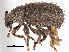 ( - CCDB-22984-D04)  @11 [ ] CreativeCommons - Attribution (2015) CBG Photography Group Centre for Biodiversity Genomics