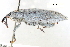  (Lixus caudifer - CCDB-22984-E03)  @11 [ ] CreativeCommons - Attribution (2015) CBG Photography Group Centre for Biodiversity Genomics