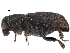  ( - CCDB-22985-C05)  @11 [ ] CreativeCommons - Attribution (2015) CBG Photography Group Centre for Biodiversity Genomics