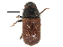  ( - CCDB-22985-D08)  @13 [ ] CreativeCommons - Attribution (2015) CBG Photography Group Centre for Biodiversity Genomics