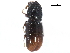  ( - CCDB-22985-F03)  @11 [ ] CreativeCommons - Attribution (2015) CBG Photography Group Centre for Biodiversity Genomics