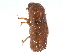  ( - CCDB-22985-G01)  @11 [ ] CreativeCommons - Attribution (2015) CBG Photography Group Centre for Biodiversity Genomics