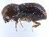  ( - CCDB-22986-D05)  @11 [ ] CreativeCommons - Attribution (2015) CBG Photography Group Centre for Biodiversity Genomics
