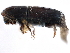  ( - CCDB-22986-D11)  @11 [ ] CreativeCommons - Attribution (2015) CBG Photography Group Centre for Biodiversity Genomics
