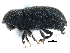  ( - CCDB-22986-F03)  @11 [ ] CreativeCommons - Attribution (2015) CBG Photography Group Centre for Biodiversity Genomics