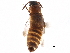  ( - CCDB-22986-F09)  @11 [ ] CreativeCommons - Attribution (2015) CBG Photography Group Centre for Biodiversity Genomics