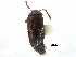  ( - CCDB-22987-D08)  @11 [ ] CreativeCommons - Attribution (2015) CBG Photography Group Centre for Biodiversity Genomics
