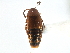  ( - CCDB-22987-E10)  @11 [ ] CreativeCommons - Attribution (2015) CBG Photography Group Centre for Biodiversity Genomics