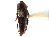  ( - CCDB-22987-H11)  @11 [ ] CreativeCommons - Attribution (2015) CBG Photography Group Centre for Biodiversity Genomics