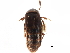  ( - CCDB-22988-A08)  @11 [ ] CreativeCommons - Attribution (2015) CBG Photography Group Centre for Biodiversity Genomics