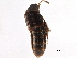  ( - CCDB-22988-A09)  @11 [ ] CreativeCommons - Attribution (2015) CBG Photography Group Centre for Biodiversity Genomics