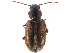  (Dicheirotrichus - CCDB-23051-G02)  @15 [ ] CreativeCommons - Attribution (2015) CBG Photography Group Centre for Biodiversity Genomics