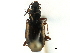 ( - CCDB-23052-A09)  @11 [ ] CreativeCommons - Attribution (2015) CBG Photography Group Centre for Biodiversity Genomics