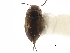  ( - CCDB-23052-D03)  @11 [ ] CreativeCommons - Attribution (2015) CBG Photography Group Centre for Biodiversity Genomics