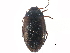  (Hydroporus gossei - CCDB-23053-F03)  @14 [ ] CreativeCommons - Attribution (2015) CBG Photography Group Centre for Biodiversity Genomics