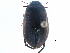  ( - CCDB-23054-A10)  @13 [ ] CreativeCommons - Attribution (2015) CBG Photography Group Centre for Biodiversity Genomics