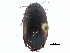  ( - CCDB-23054-C02)  @13 [ ] CreativeCommons - Attribution (2015) CBG Photography Group Centre for Biodiversity Genomics