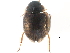  ( - CCDB-23054-G08)  @11 [ ] CreativeCommons - Attribution (2015) CBG Photography Group Centre for Biodiversity Genomics