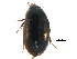  ( - CCDB-23055-A09)  @13 [ ] CreativeCommons - Attribution (2015) CBG Photography Group Centre for Biodiversity Genomics