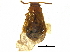  ( - CCDB-23056-D05)  @11 [ ] CreativeCommons - Attribution (2015) CBG Photography Group Centre for Biodiversity Genomics