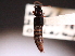  ( - CCDB-23058-B05)  @12 [ ] CreativeCommons - Attribution (2014) CBG Photography Group Centre for Biodiversity Genomics