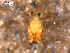  ( - COLNO-0049)  @11 [ ] CreativeCommons - Attribution (2010) Unspecified Centre for Biodiversity Genomics