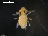  (Sminthurinus aureus - COLNO-0055)  @14 [ ] CreativeCommons - Attribution (2010) Unspecified Centre for Biodiversity Genomics